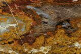 Petrified Wood (Araucioxylon) Section - Circle Cliffs, Utah #135633-1